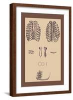 Ribcages-Andreas Vesalius-Framed Art Print