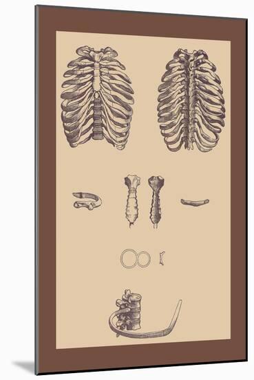 Ribcages-Andreas Vesalius-Mounted Art Print