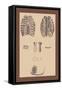 Ribcages-Andreas Vesalius-Framed Stretched Canvas