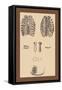 Ribcages-Andreas Vesalius-Framed Stretched Canvas