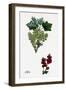 Ribes Rubrum Var. Spicatum Red Currant Var. D-null-Framed Giclee Print