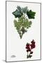 Ribes Rubrum Var. Spicatum Red Currant Var. D-null-Mounted Giclee Print