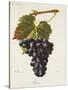 Ribier Grape-J. Troncy-Stretched Canvas