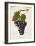 Ribier Grape-J. Troncy-Framed Giclee Print