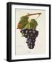 Ribier Grape-J. Troncy-Framed Giclee Print