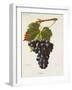 Ribier Grape-J. Troncy-Framed Giclee Print