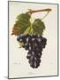 Ribier Grape-J. Troncy-Mounted Giclee Print