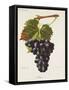 Ribier Grape-J. Troncy-Framed Stretched Canvas