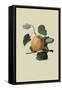 Ribston Pippin or Apple-William Hooker-Framed Stretched Canvas
