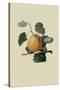 Ribston Pippin or Apple-William Hooker-Stretched Canvas