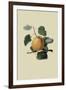 Ribston Pippin or Apple-William Hooker-Framed Art Print