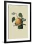 Ribston Pippin or Apple-William Hooker-Framed Art Print