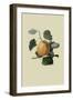 Ribston Pippin or Apple-William Hooker-Framed Art Print