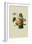 Ribston Pippin or Apple-William Hooker-Framed Art Print