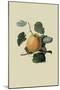 Ribston Pippin or Apple-William Hooker-Mounted Art Print