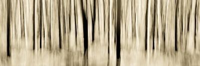 Mystic Forest 1252 Panoramic-Rica Belna-Giclee Print