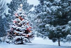 This Snow Covered Christmas Tree Stands out Brightly against the Dark Blue Tones of this Snow Cover-Ricardo Reitmeyer-Framed Stretched Canvas