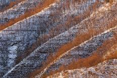 Italy, Emilia Romagna, Pines in Snow-Riccardo Rimondi-Mounted Photographic Print