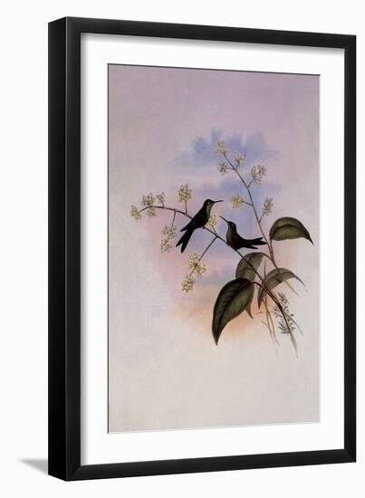 Riccord's Hummingbird, Sporadinus Riccordi-John Gould-Framed Giclee Print