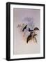 Riccord's Hummingbird, Sporadinus Riccordi-John Gould-Framed Giclee Print