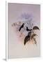 Riccord's Hummingbird, Sporadinus Riccordi-John Gould-Framed Giclee Print