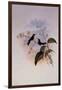 Riccord's Hummingbird, Sporadinus Riccordi-John Gould-Framed Giclee Print
