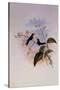 Riccord's Hummingbird, Sporadinus Riccordi-John Gould-Stretched Canvas