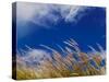 Rice Against Blue Sky in Metshina Village, Wangdi, Bhutan-Keren Su-Stretched Canvas