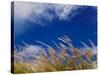 Rice Against Blue Sky in Metshina Village, Wangdi, Bhutan-Keren Su-Stretched Canvas