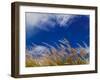 Rice Against Blue Sky in Metshina Village, Wangdi, Bhutan-Keren Su-Framed Photographic Print