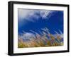 Rice Against Blue Sky in Metshina Village, Wangdi, Bhutan-Keren Su-Framed Photographic Print