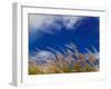 Rice Against Blue Sky in Metshina Village, Wangdi, Bhutan-Keren Su-Framed Photographic Print