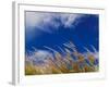 Rice Against Blue Sky in Metshina Village, Wangdi, Bhutan-Keren Su-Framed Photographic Print