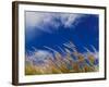 Rice Against Blue Sky in Metshina Village, Wangdi, Bhutan-Keren Su-Framed Photographic Print