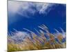 Rice Against Blue Sky in Metshina Village, Wangdi, Bhutan-Keren Su-Mounted Photographic Print