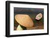 Rice and Crab Farmer Pi-David Gray-Framed Photographic Print