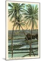 Rice and Taro Fields, Hawaii-null-Mounted Art Print