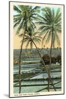 Rice and Taro Fields, Hawaii-null-Mounted Art Print
