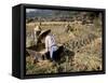 Rice Being Cut and Threshed, Guizhou Province, China-Occidor Ltd-Framed Stretched Canvas