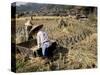 Rice Being Cut and Threshed, Guizhou Province, China-Occidor Ltd-Stretched Canvas