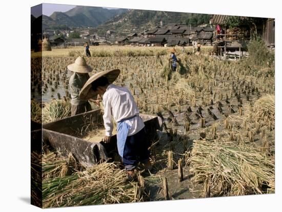 Rice Being Cut and Threshed, Guizhou Province, China-Occidor Ltd-Stretched Canvas