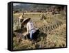 Rice Being Cut and Threshed, Guizhou Province, China-Occidor Ltd-Framed Stretched Canvas