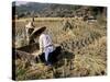 Rice Being Cut and Threshed, Guizhou Province, China-Occidor Ltd-Stretched Canvas
