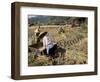 Rice Being Cut and Threshed, Guizhou Province, China-Occidor Ltd-Framed Photographic Print