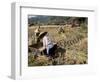 Rice Being Cut and Threshed, Guizhou Province, China-Occidor Ltd-Framed Photographic Print