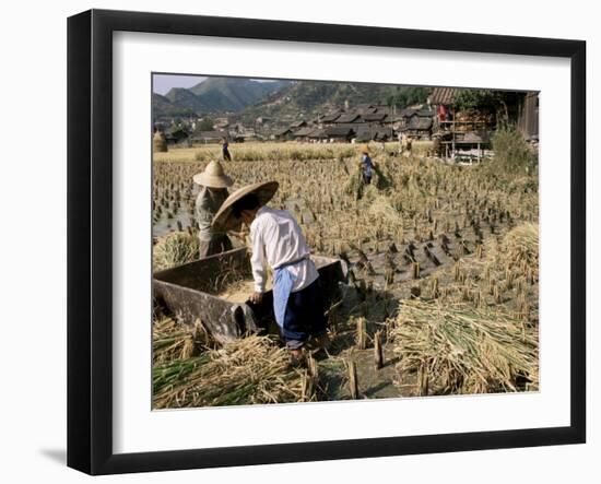 Rice Being Cut and Threshed, Guizhou Province, China-Occidor Ltd-Framed Photographic Print