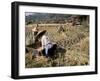 Rice Being Cut and Threshed, Guizhou Province, China-Occidor Ltd-Framed Photographic Print