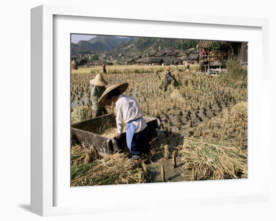 Rice Being Cut and Threshed, Guizhou Province, China-Occidor Ltd-Framed Photographic Print