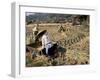 Rice Being Cut and Threshed, Guizhou Province, China-Occidor Ltd-Framed Photographic Print