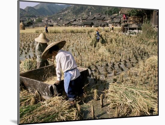 Rice Being Cut and Threshed, Guizhou Province, China-Occidor Ltd-Mounted Photographic Print